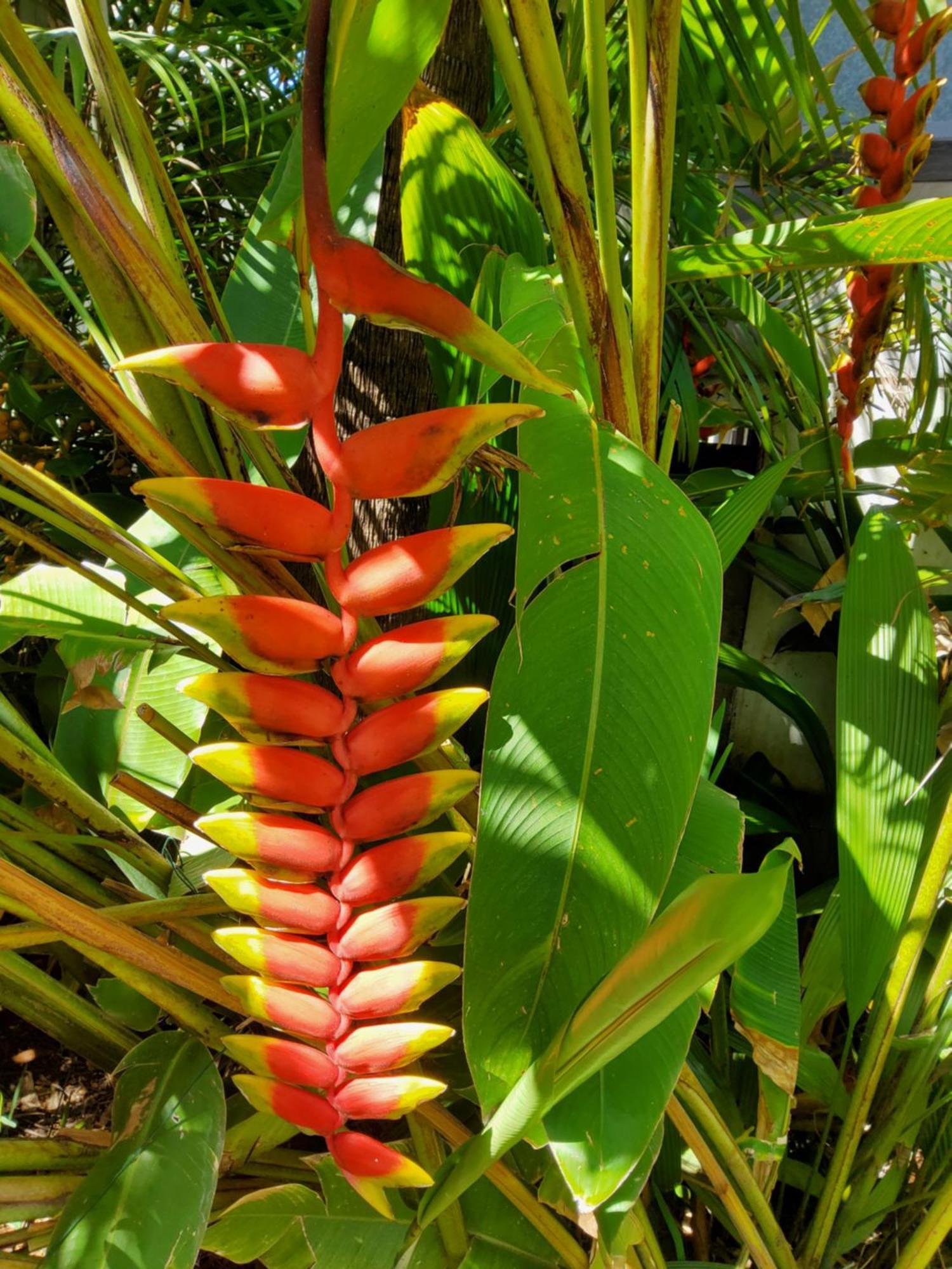 Beaute Tropicale Villa Saint Pierre Exteriör bild